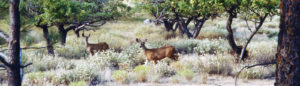 Sunshine Method Peaceful Deer Friends in Apple Trees